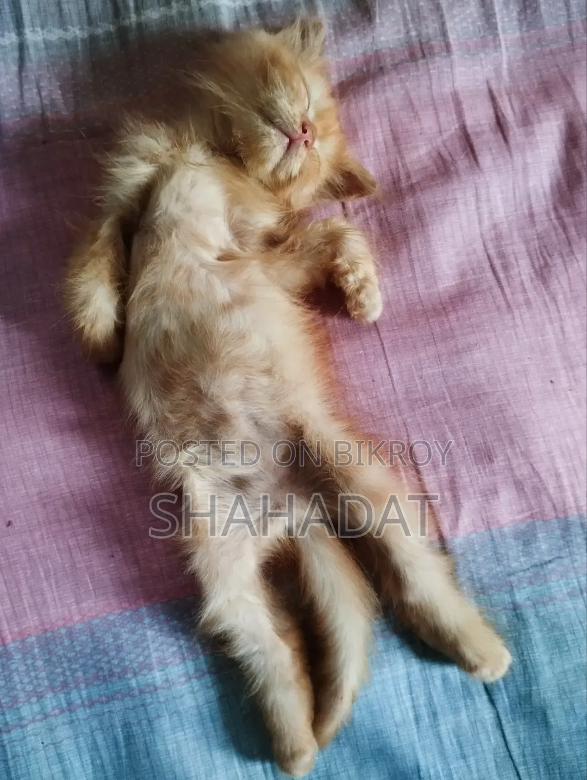 ১-৩ মাসের নারী পিওরব্রেড পার্সিয়ান
