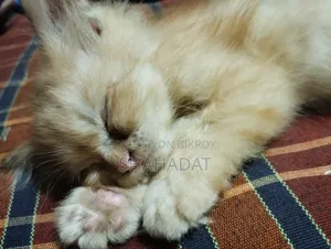 ১-৩ মাসের নারী পিওরব্রেড পার্সিয়ান