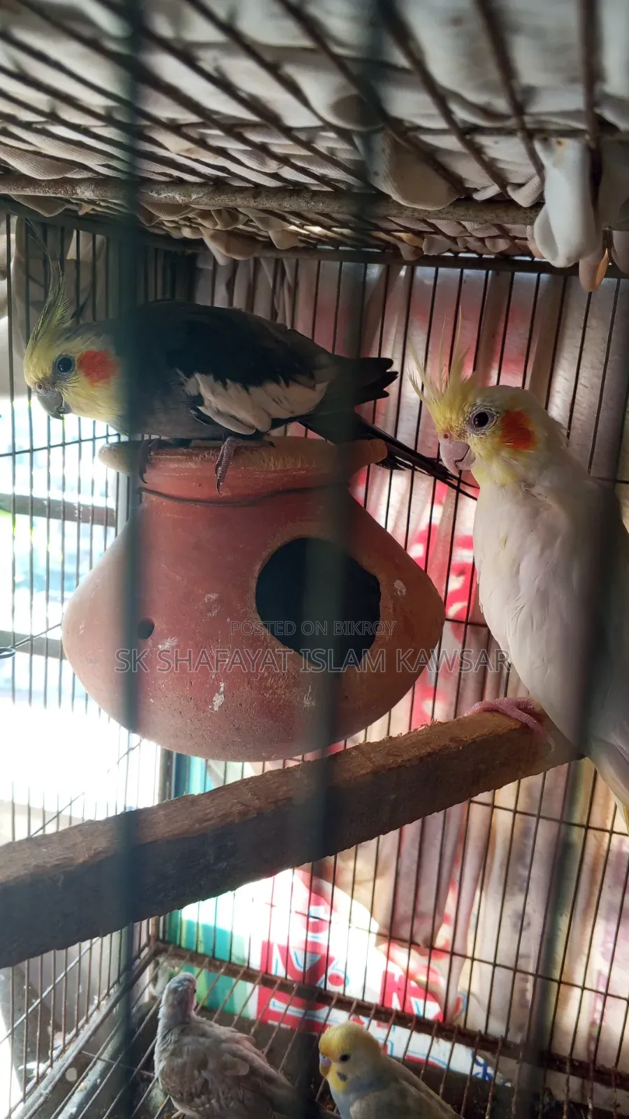 Cockatiel Running Jora