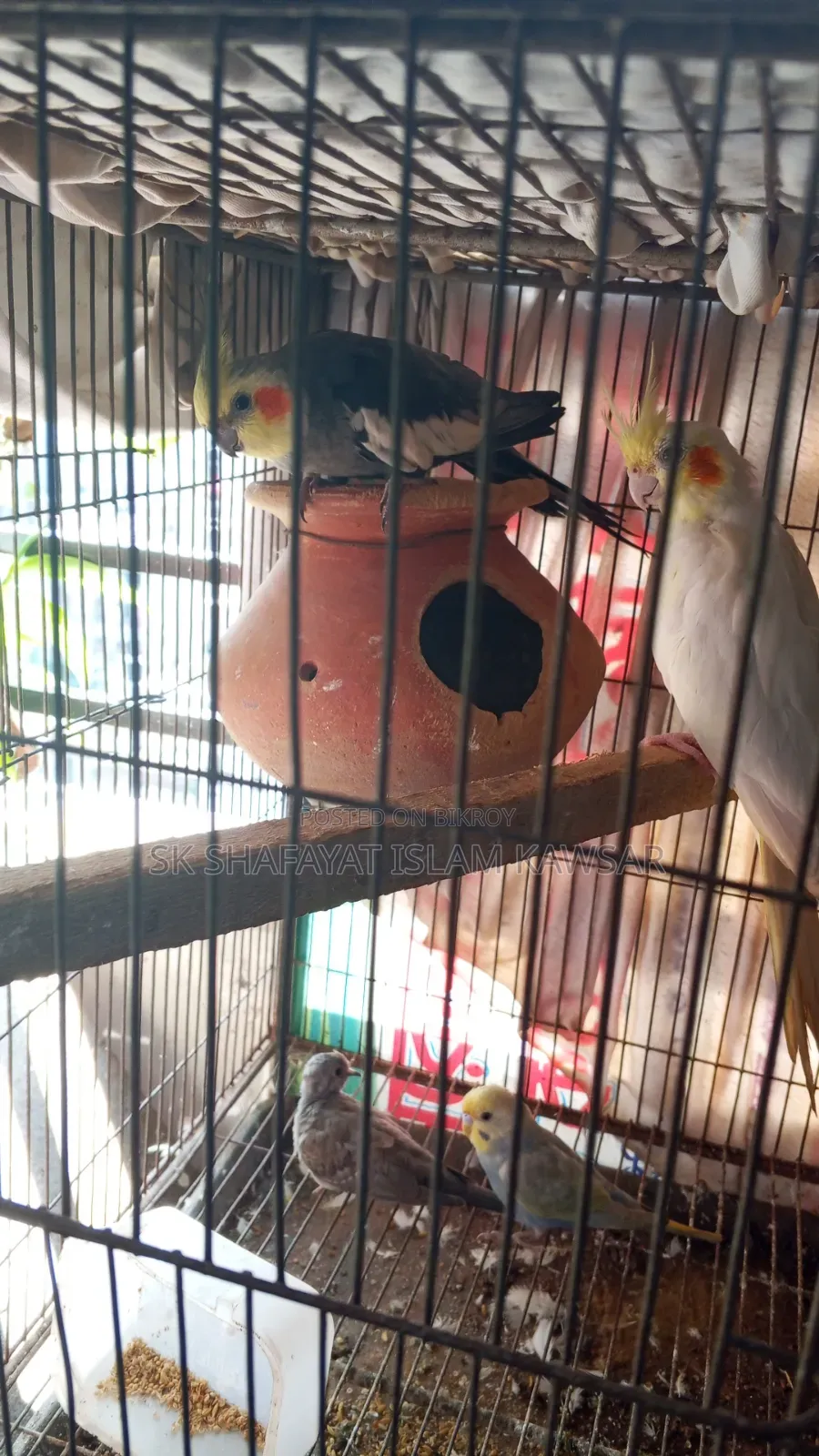 Cockatiel Running Jora