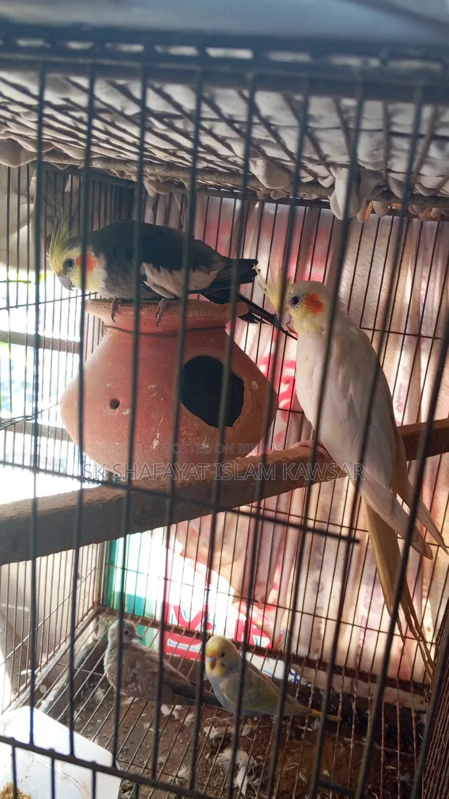 Cockatiel Running Jora