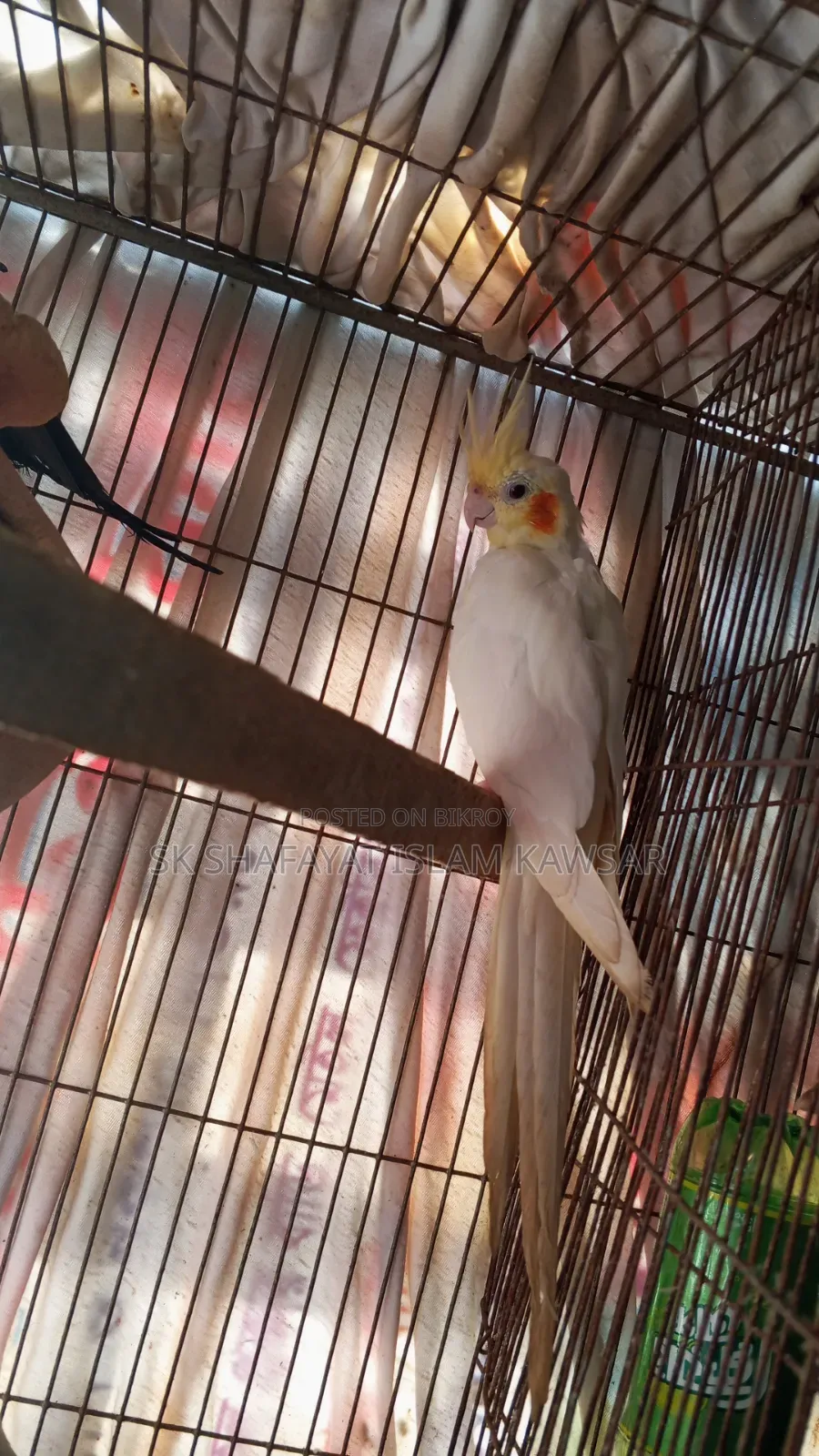Cockatiel Running Jora