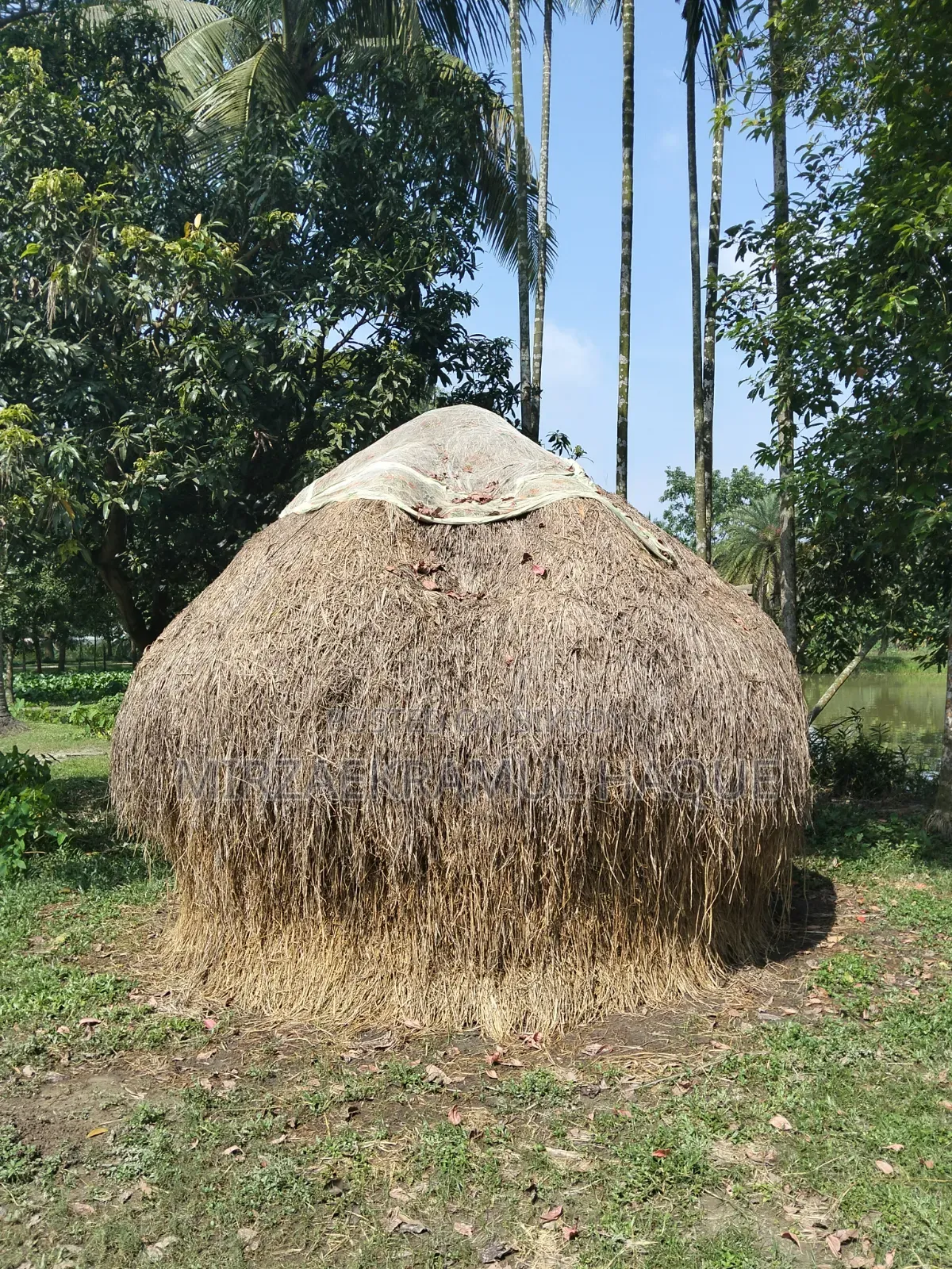 বিক্রয়ের জন্য ভালো মানের ধানের খড়ের পালা গরুর খামারের কাজে উপযোগী