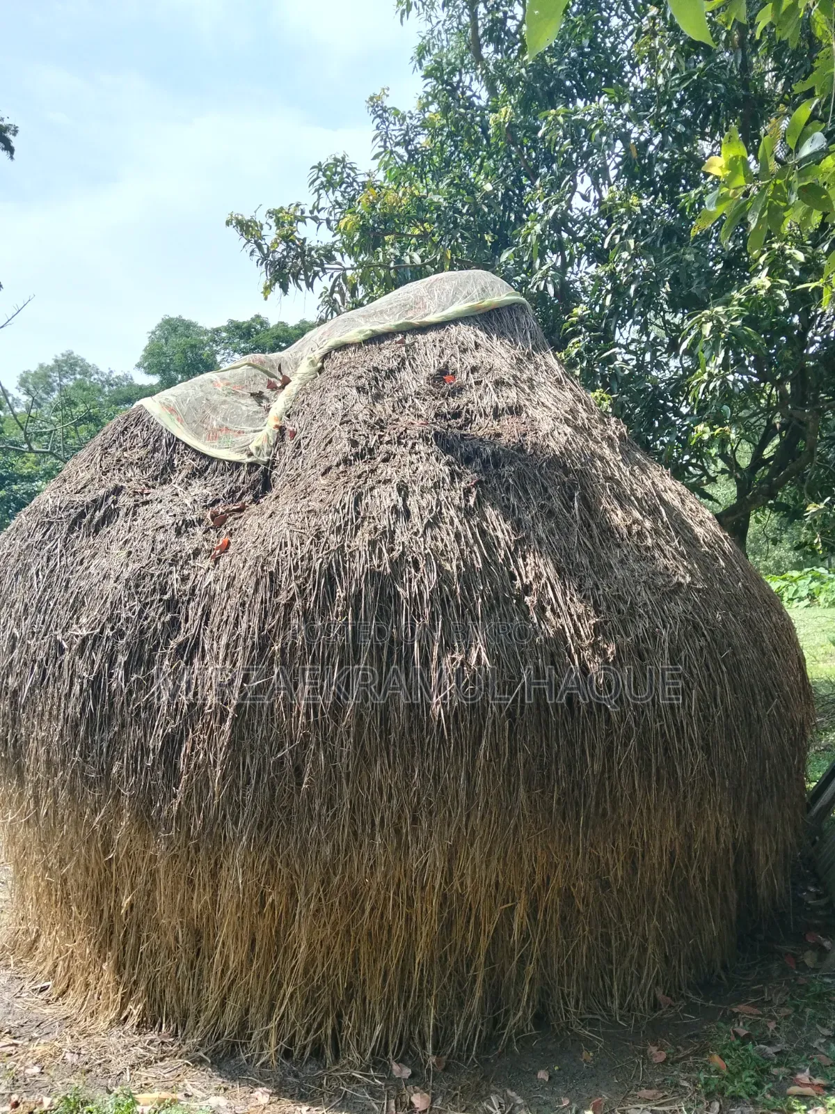 বিক্রয়ের জন্য ভালো মানের ধানের খড়ের পালা গরুর খামারের কাজে উপযোগী