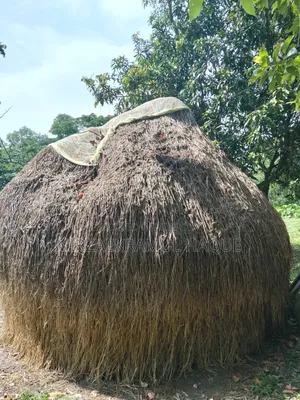 বিক্রয়ের জন্য ভালো মানের ধানের খড়ের পালা গরুর খামারের কাজে উপযোগী