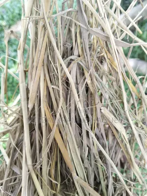 বিক্রয়ের জন্য ভালো মানের ধানের খড়ের পালা গরুর খামারের কাজে উপযোগী
