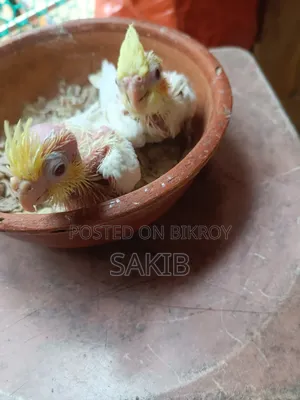 Cockatiel Lutino Baby Tame Size