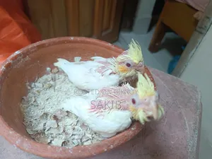 Cockatiel Lutino Baby Tame Size