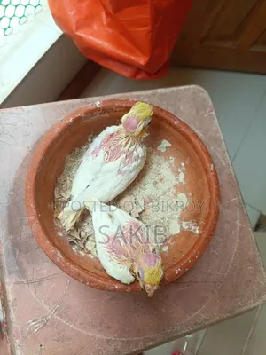 Cockatiel Lutino Baby Tame Size