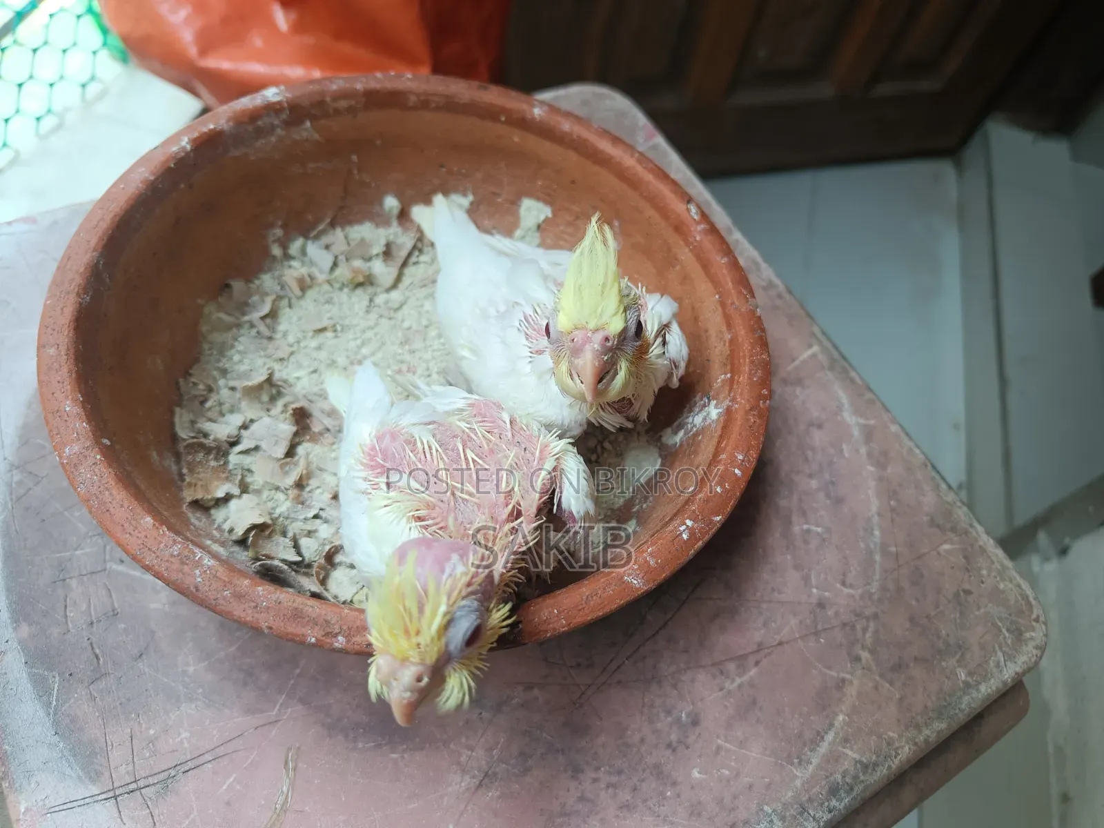 Cockatiel Lutino Baby Tame Size