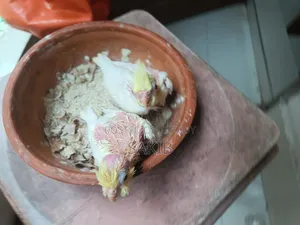 Cockatiel Lutino Baby Tame Size