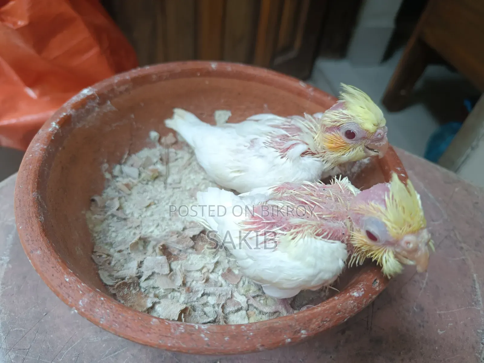 Cockatiel Lutino Baby Tame Size