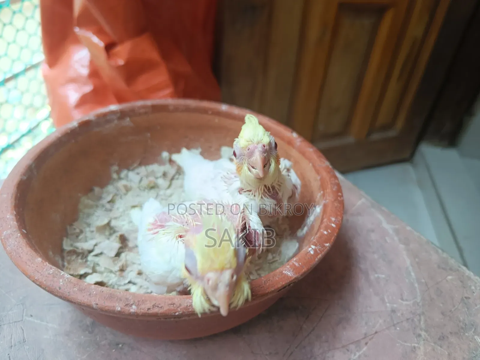 Cockatiel Lutino Baby Tame Size