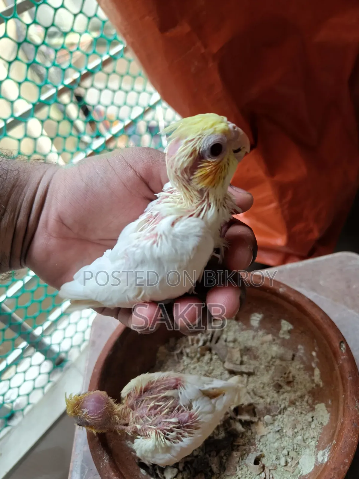 Cockatiel Lutino Baby Tame Size