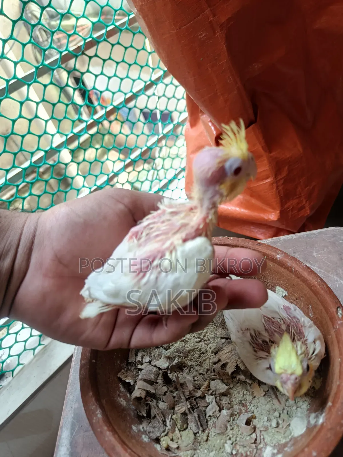 Cockatiel Lutino Baby Tame Size