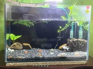 Aquarium and Fish