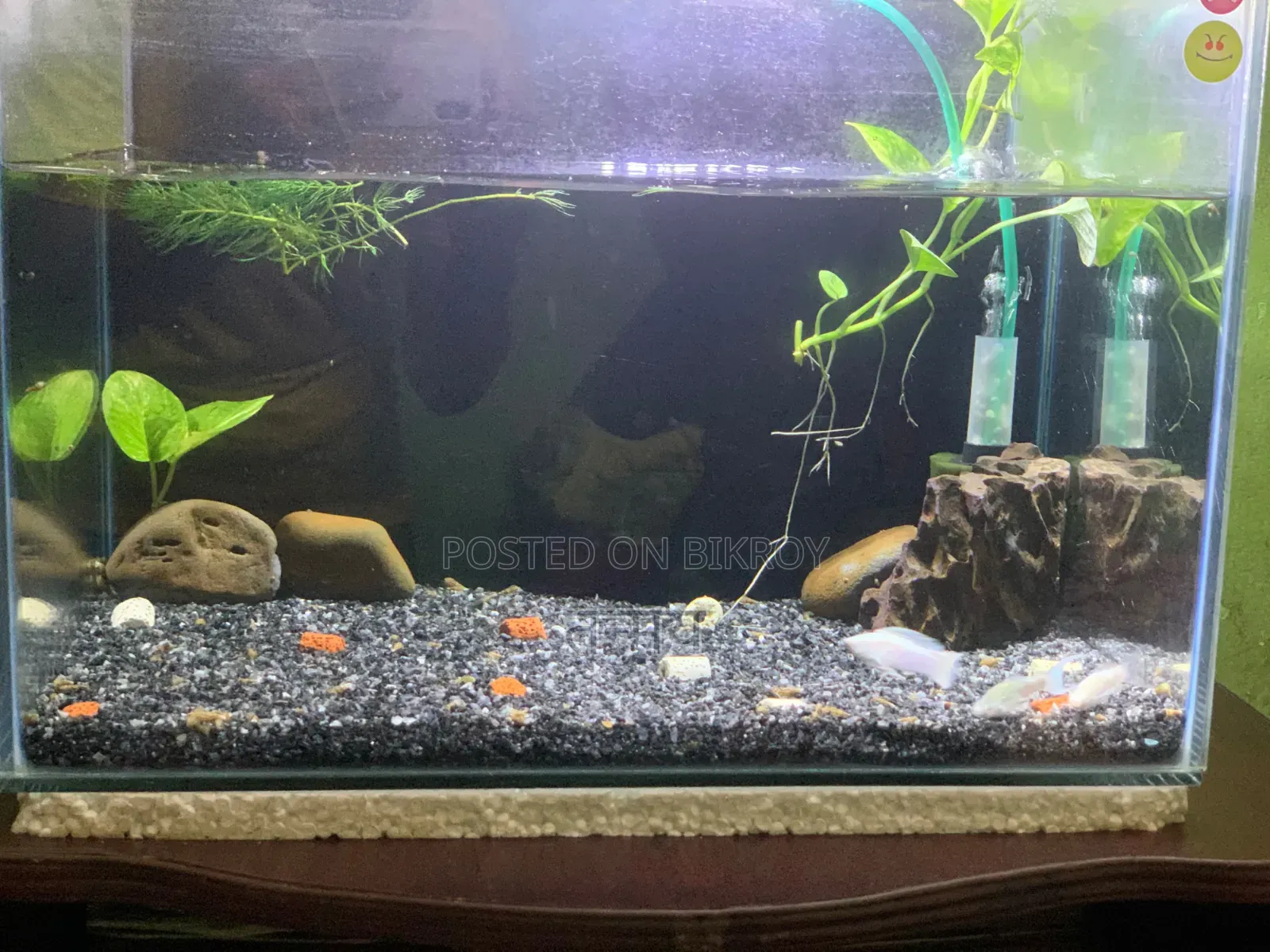 Aquarium and Fish