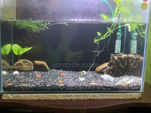 Aquarium and Fish