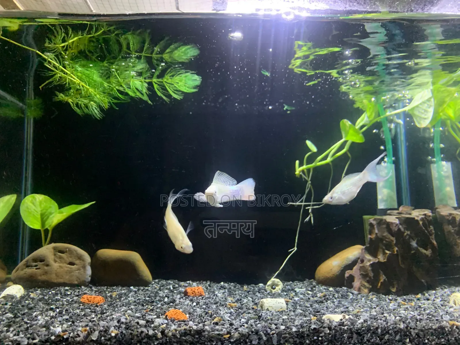 Aquarium and Fish