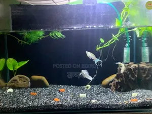 Aquarium and Fish