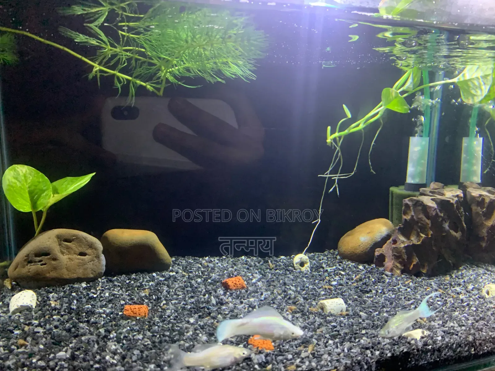 Aquarium and Fish