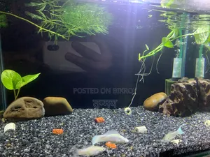 Aquarium and Fish