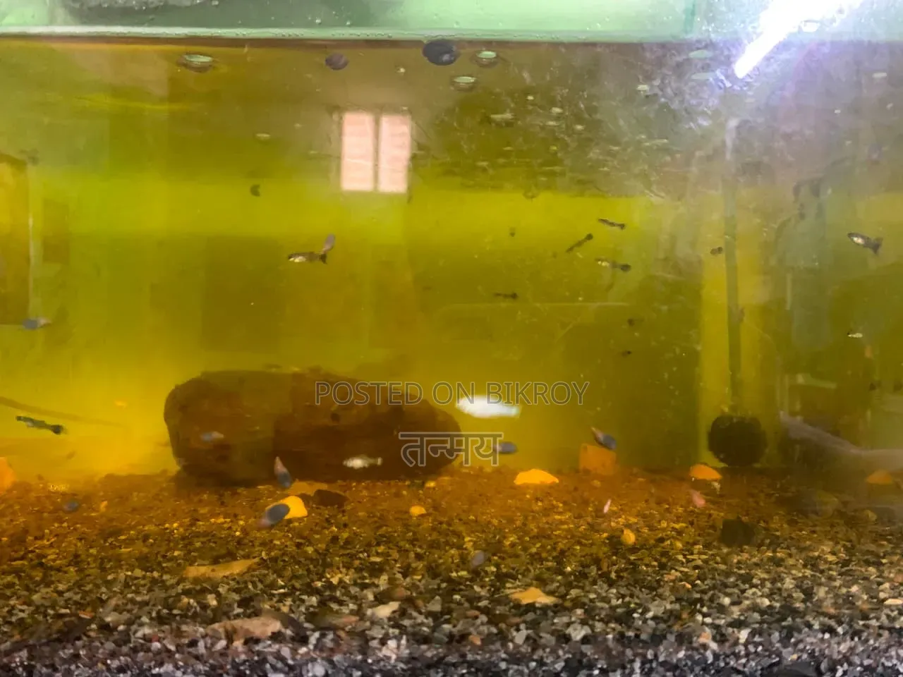 Aquarium and Fish