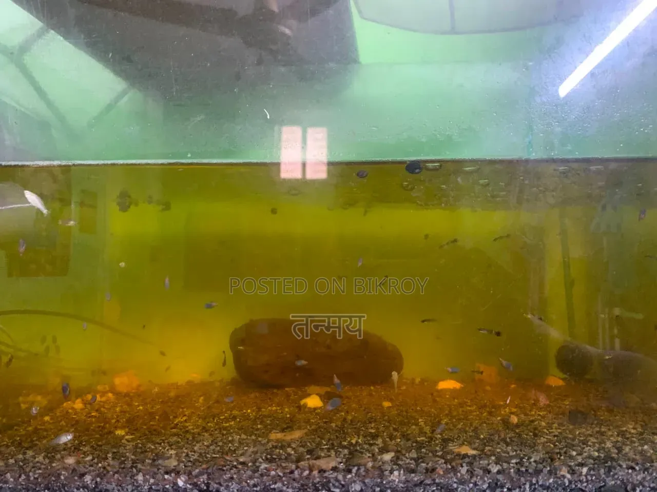 Aquarium and Fish