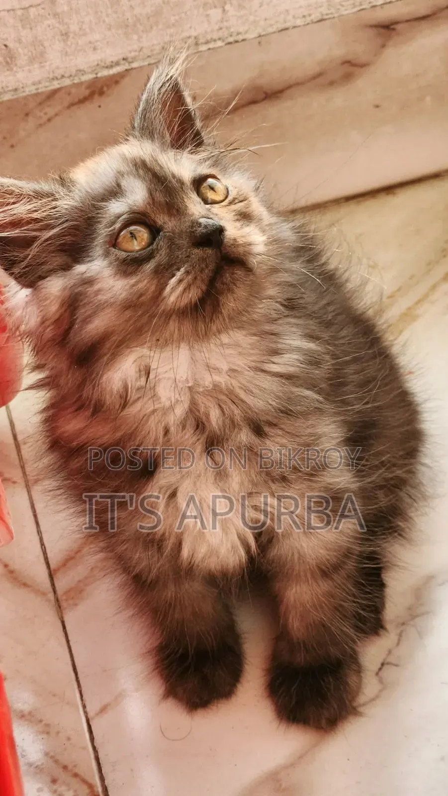 1-3 months Female Purebred Persian