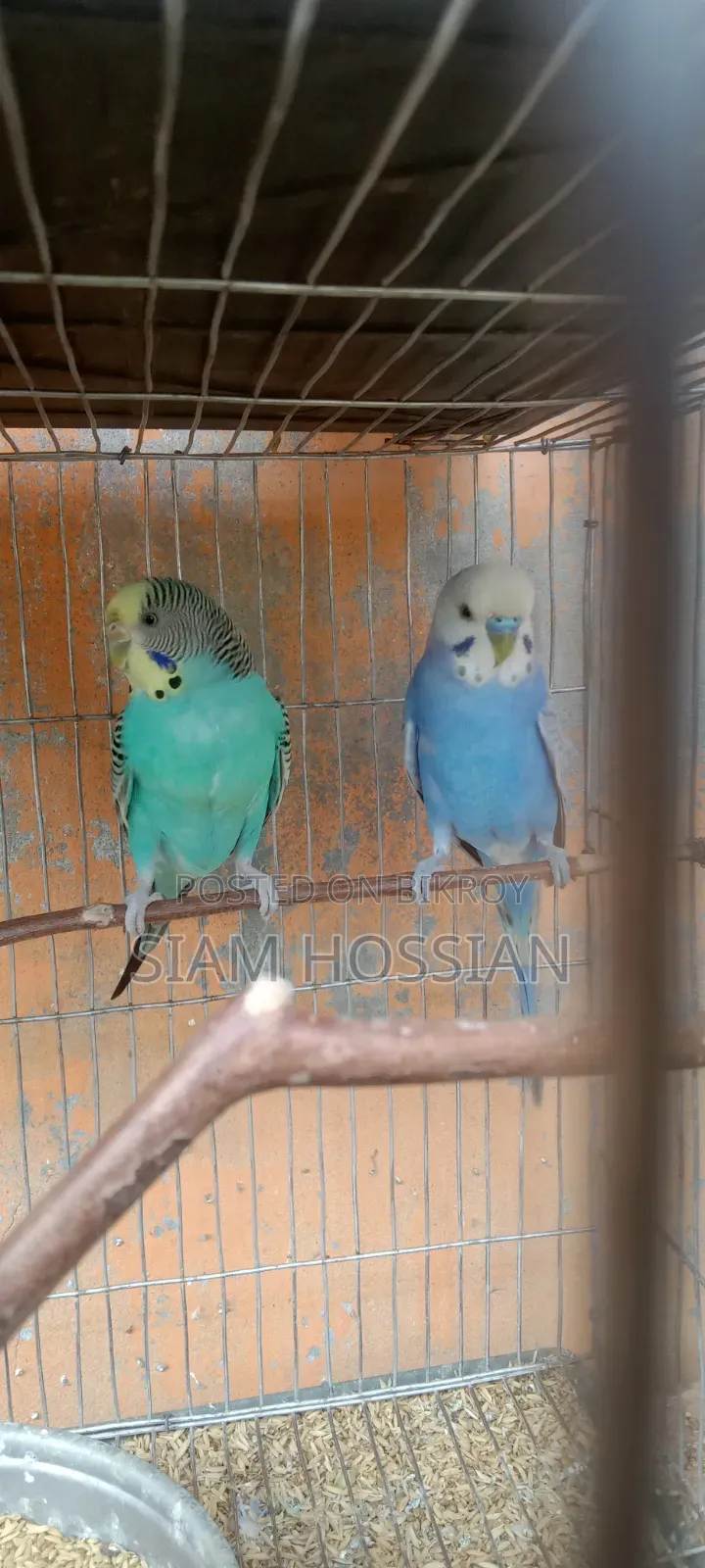 ১ জোড়া বাজিগর পাখি বিক্রির জন্য