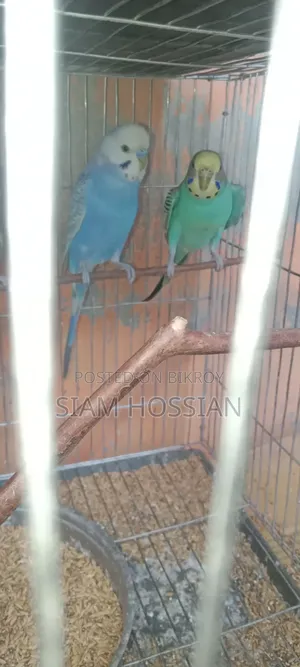 ১ জোড়া বাজিগর পাখি বিক্রির জন্য