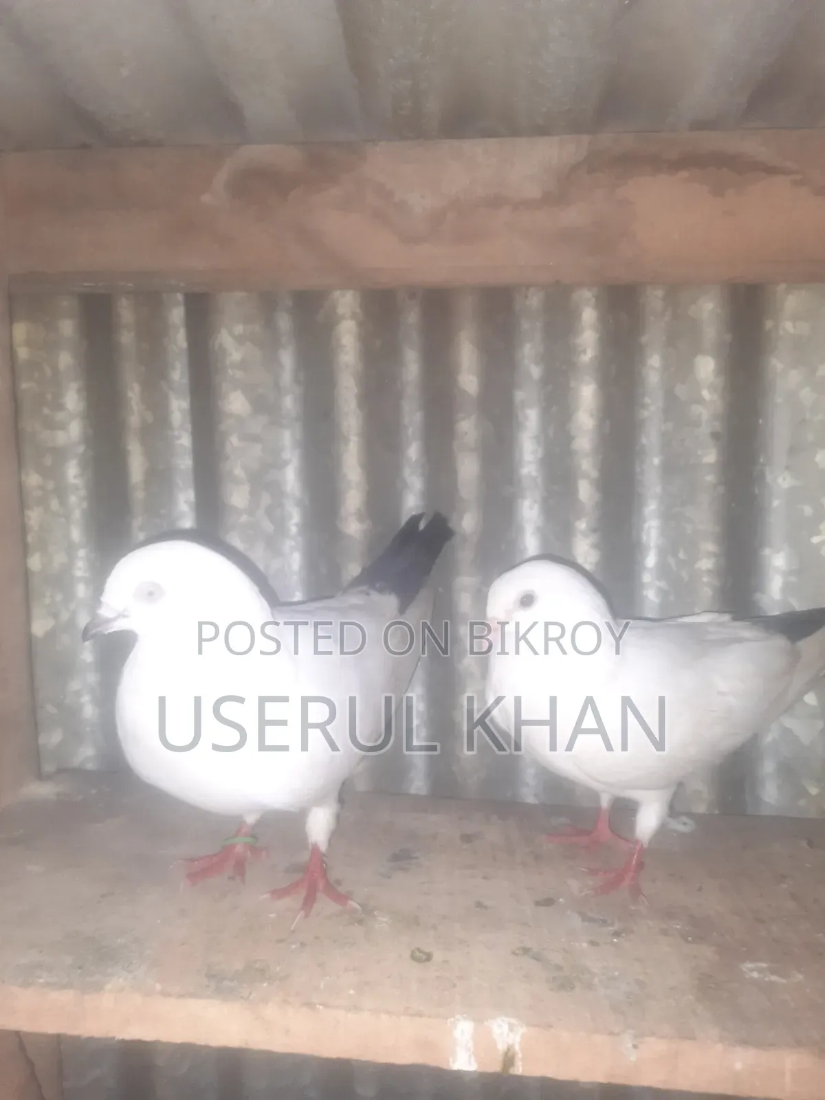 কালদম কবুতর