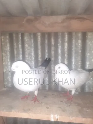 কালদম কবুতর