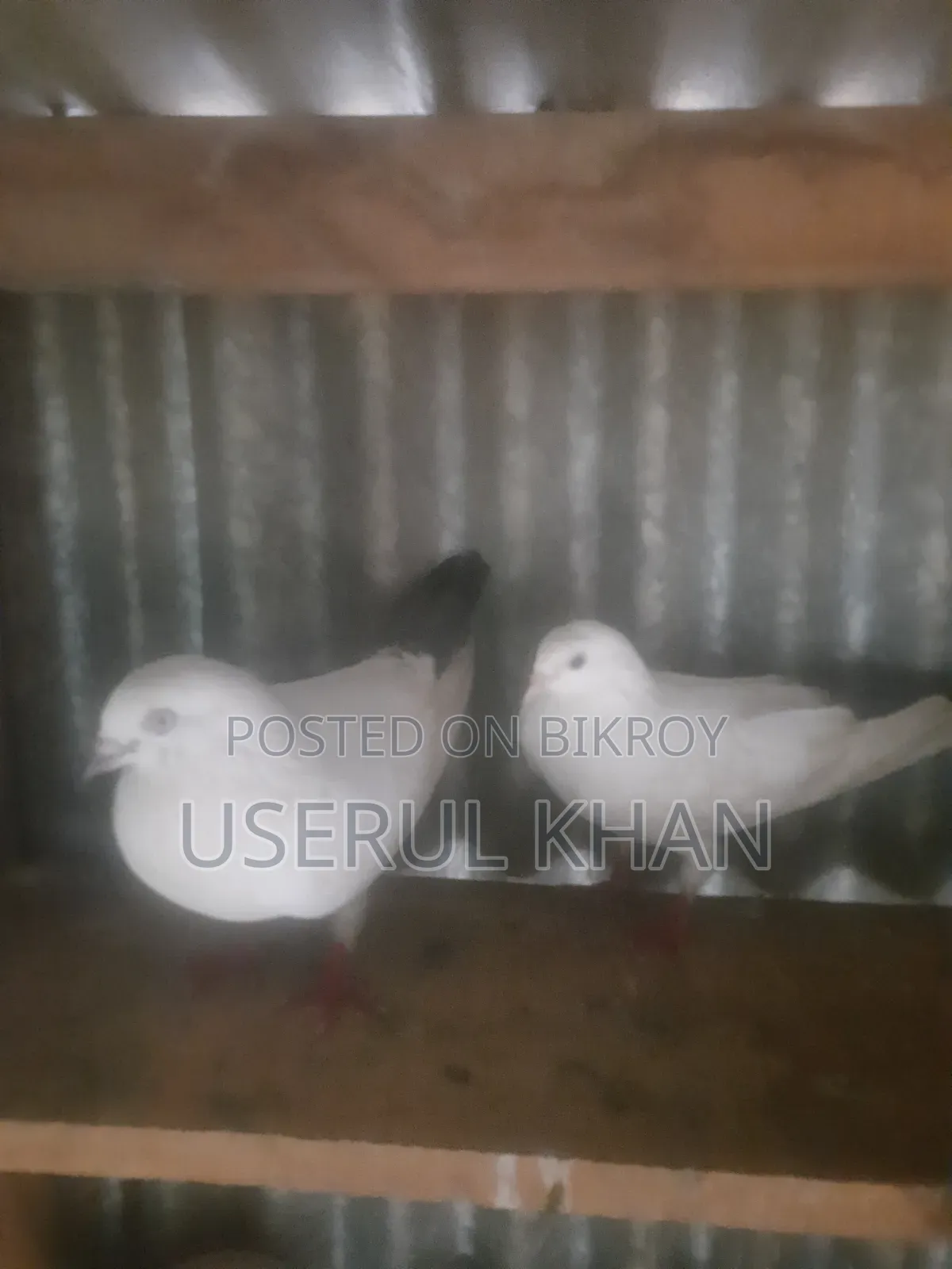 কালদম কবুতর