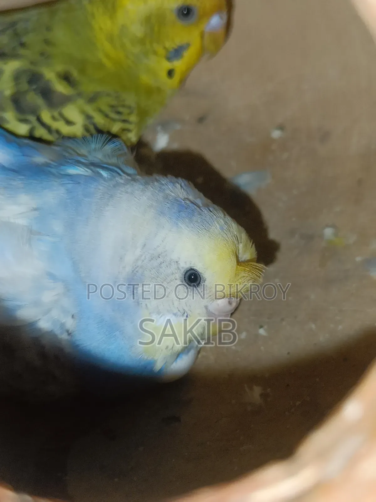 Budgerigar Adult Pairs