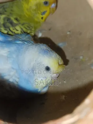 Budgerigar Adult Pairs