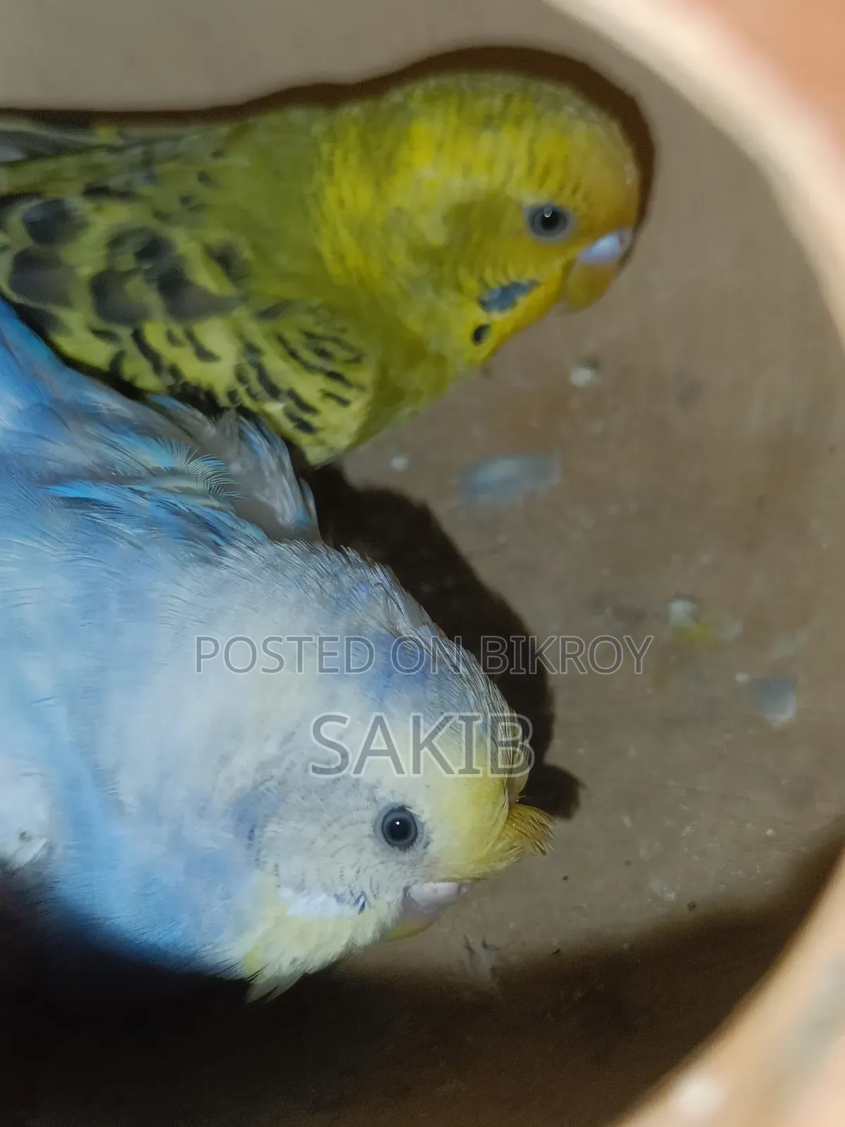Budgerigar Adult Pairs