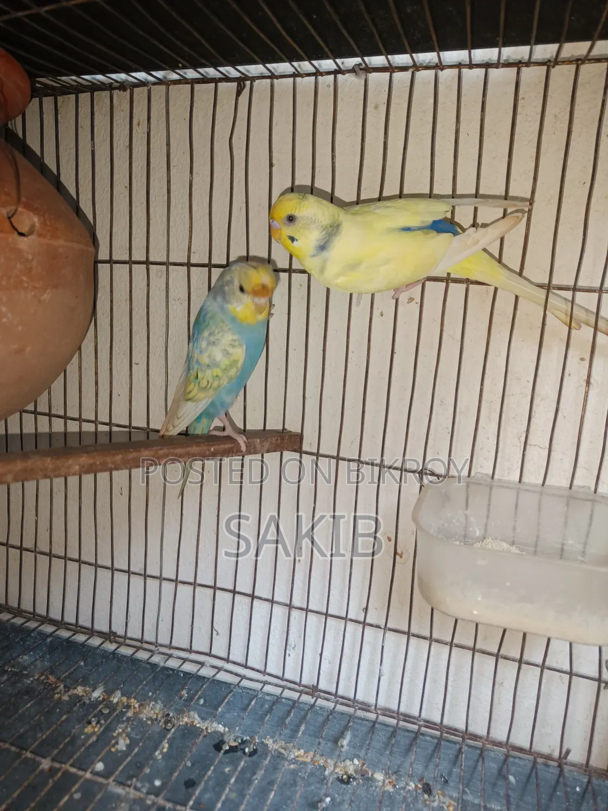 Budgerigar Adult Pairs
