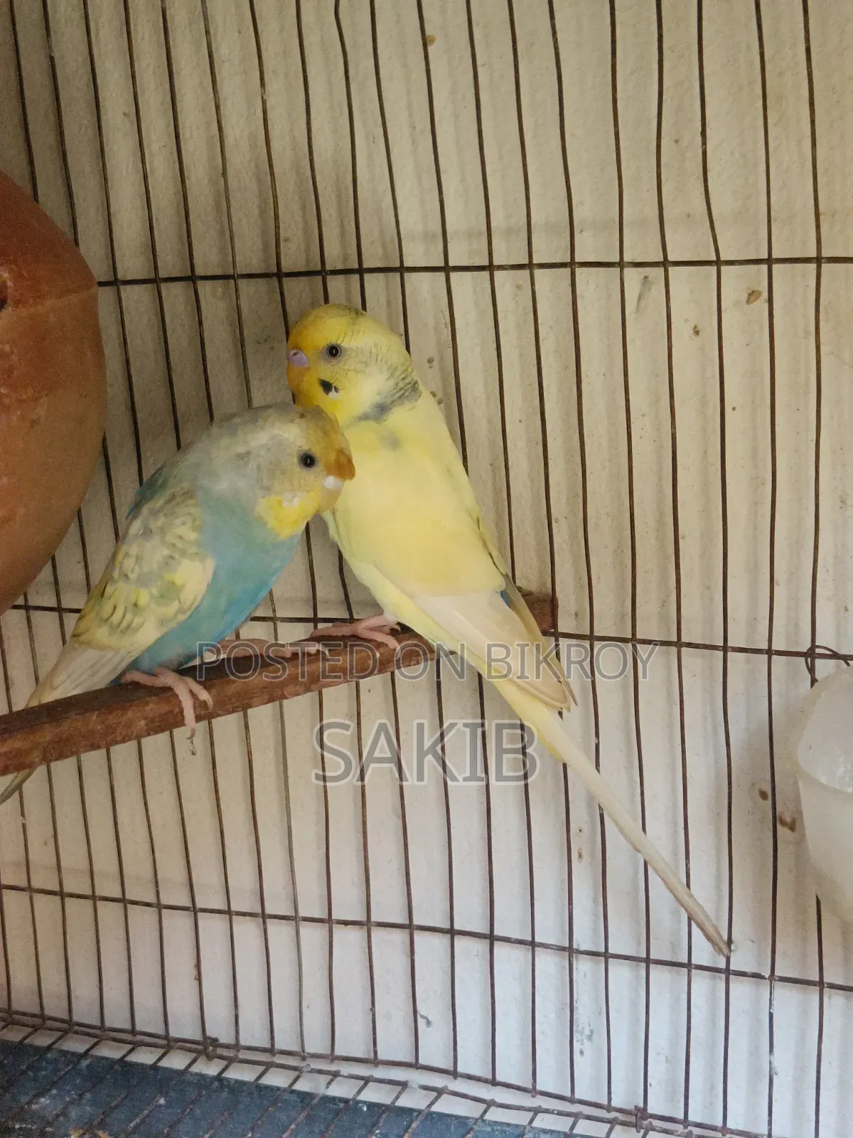 Budgerigar Adult Pairs