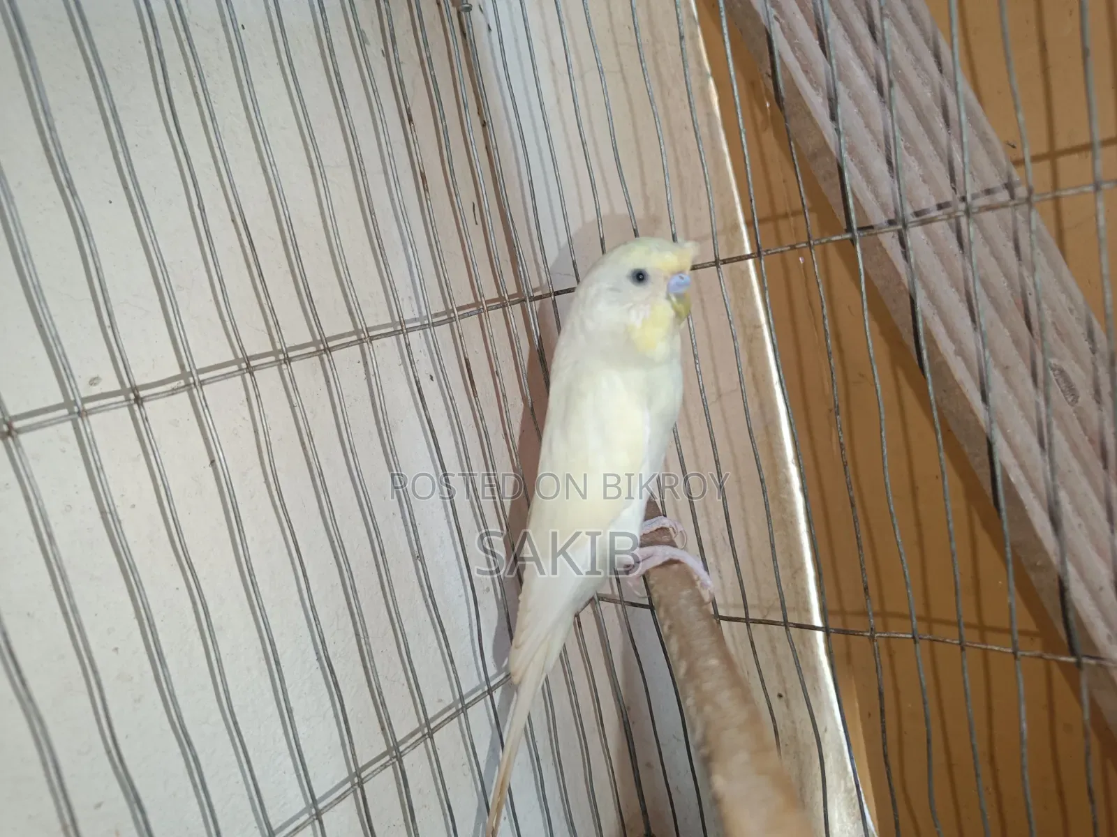 Budgerigar Adult Pairs