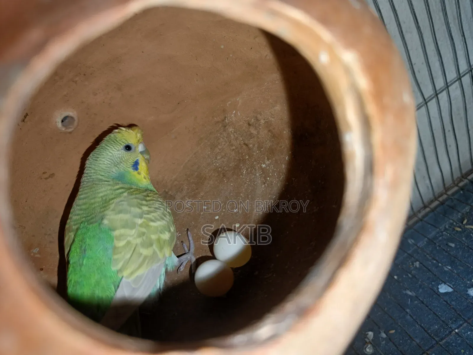 Budgerigar Adult Pairs