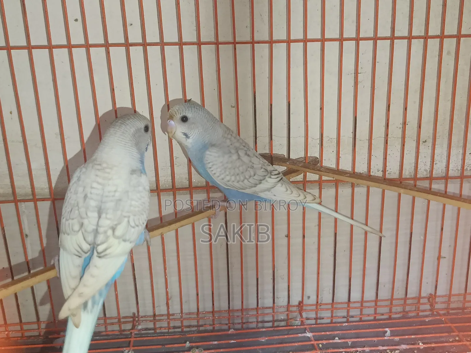 Budgerigar Adult Pairs