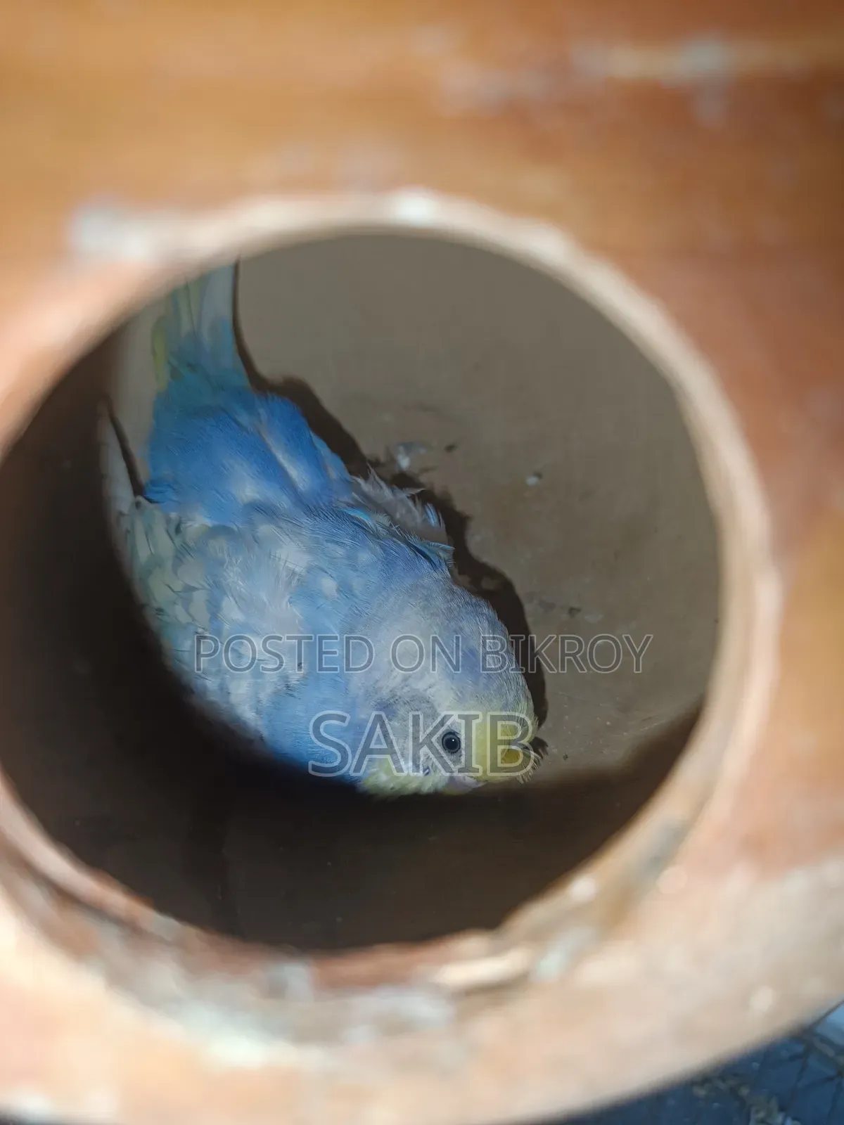 Budgerigar Adult Pairs