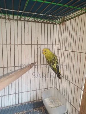 Budgerigar Adult Pairs