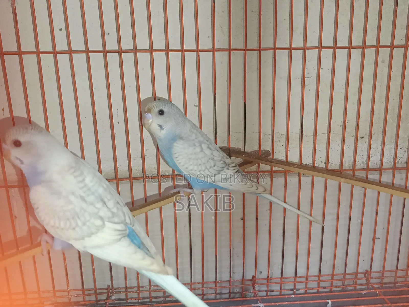 Budgerigar Adult Pairs