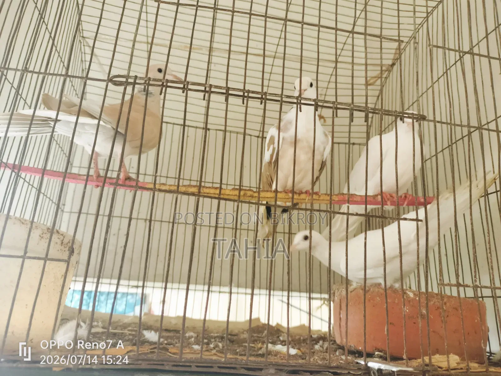 পাখি (ঘুঘু)
