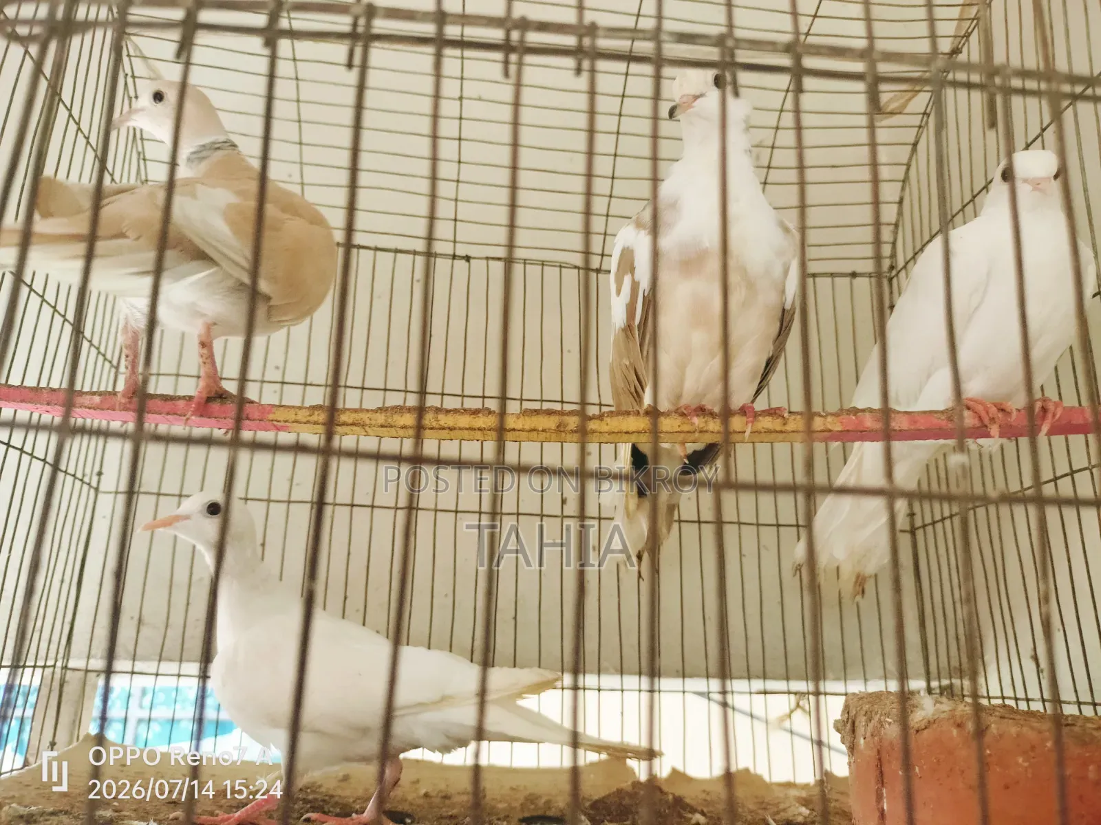 পাখি (ঘুঘু)