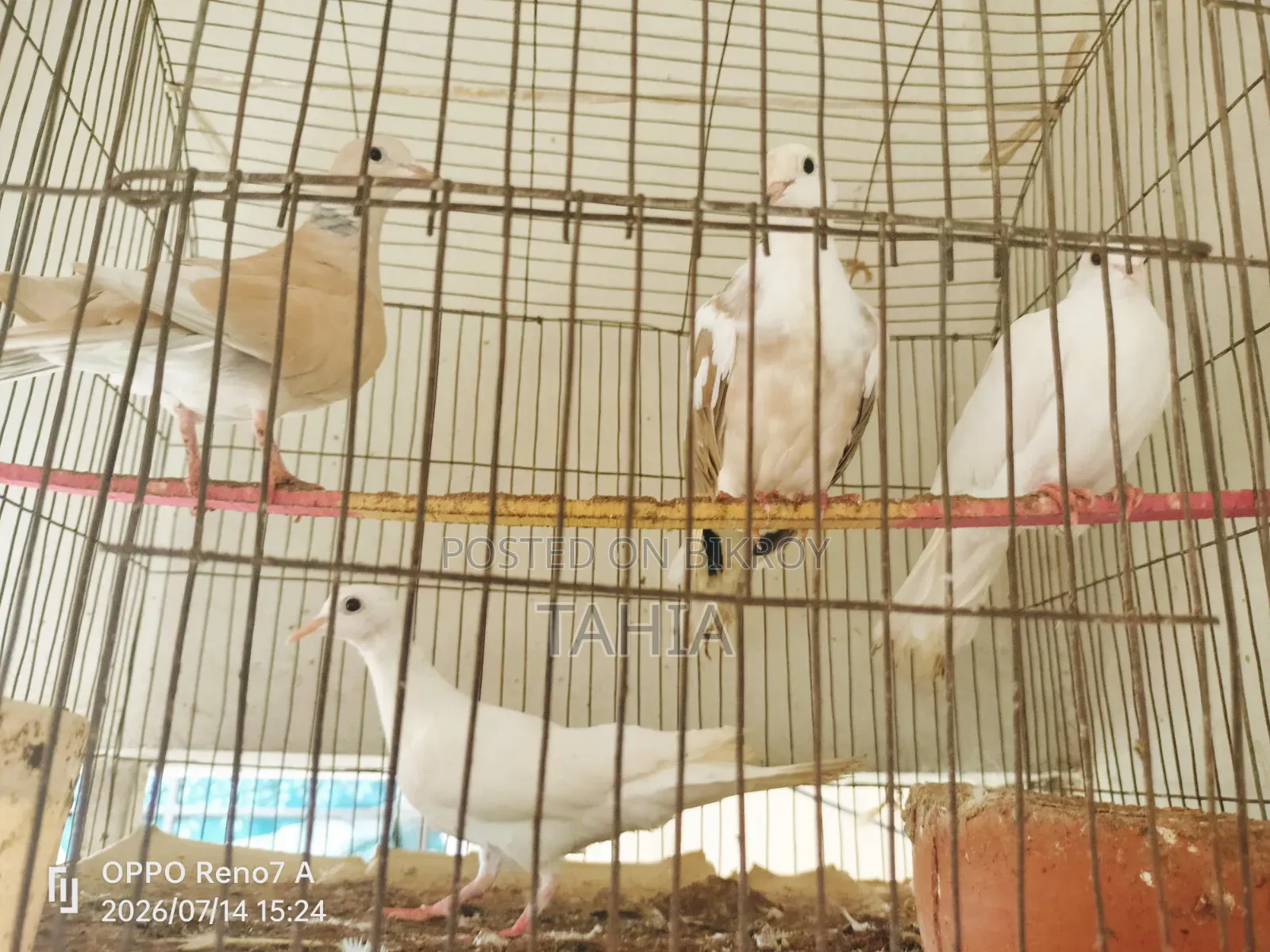 পাখি (ঘুঘু)