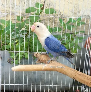 Love Bird Female