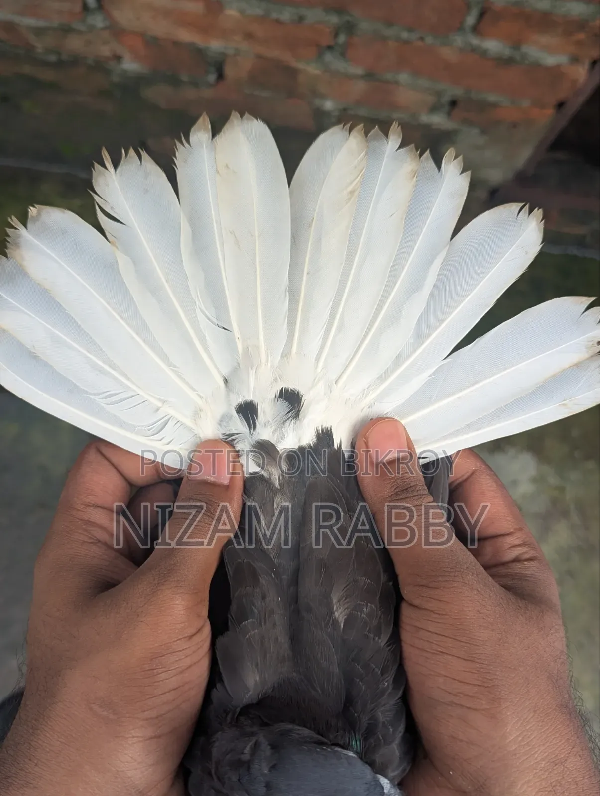 মুসালদম মাকরা বাচচা
